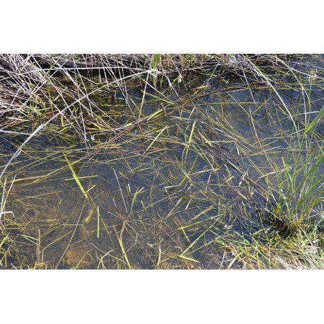 [AKI] Still Water - 250ml (Acrylic)